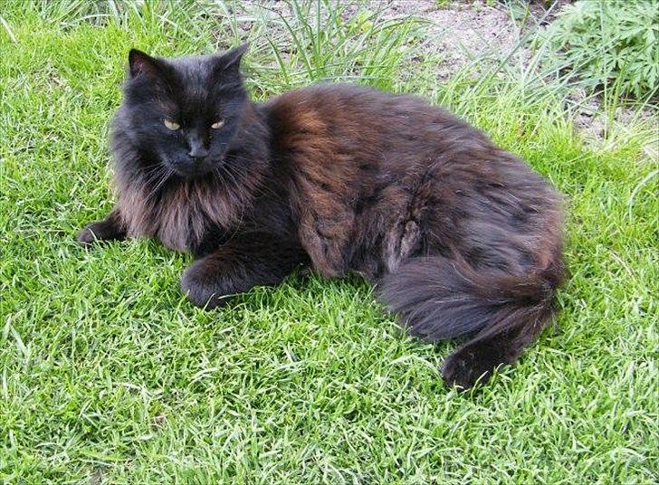 Blanding af racer Moody billede 15