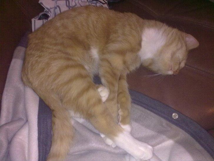 Huskat Bøllemis. billede 7