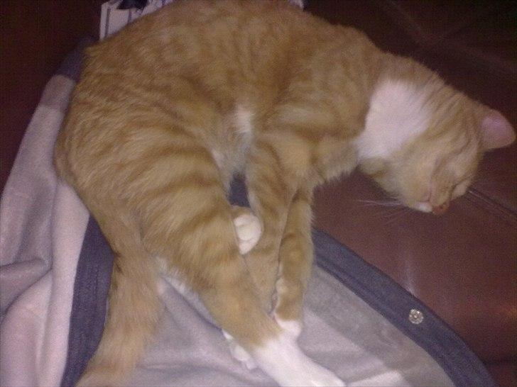 Huskat Bøllemis. billede 8