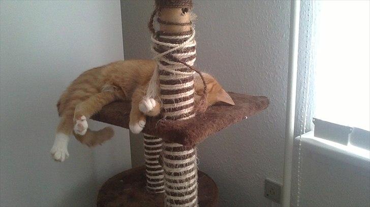 Huskat Bøllemis. billede 9