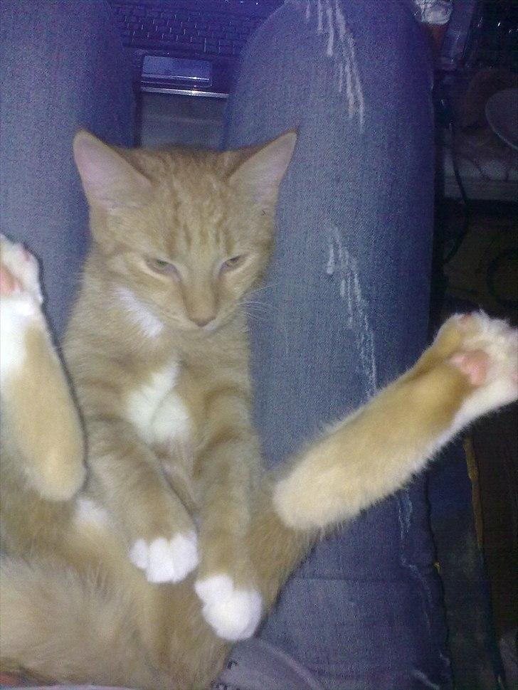 Huskat Bøllemis. billede 10