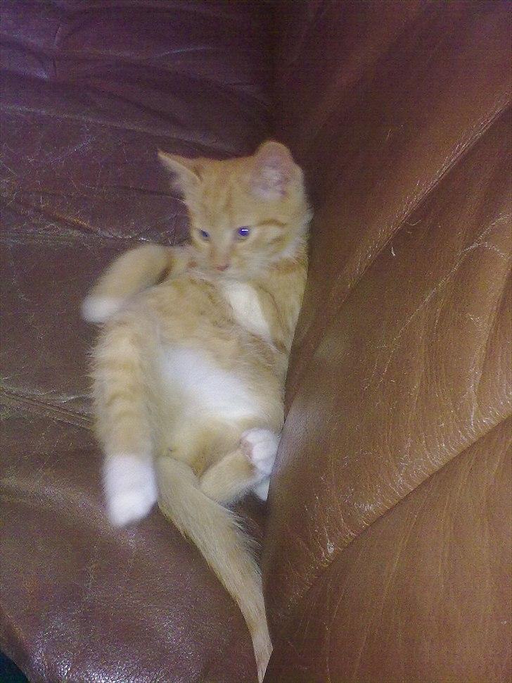 Huskat Bøllemis. billede 11