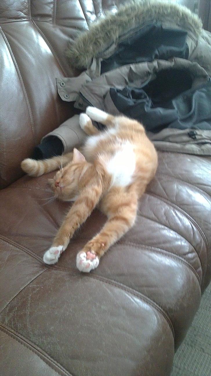 Huskat Bøllemis. billede 13