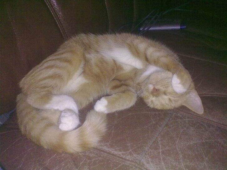 Huskat Bøllemis. billede 14