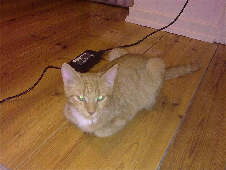 Huskat Bøllemis. billede 15