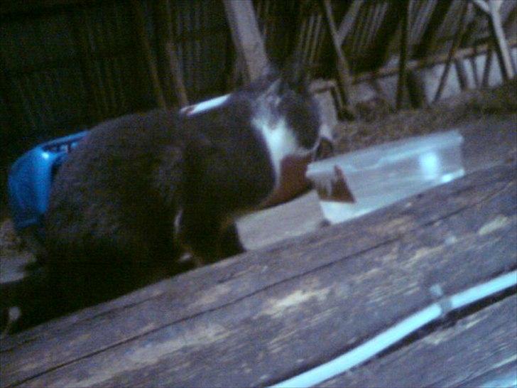 Blanding af racer Daim <3 billede 2