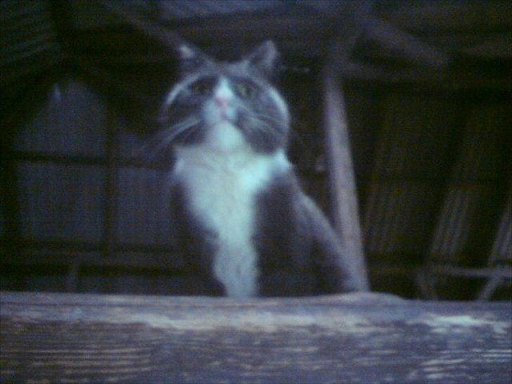 Blanding af racer Daim <3 billede 3