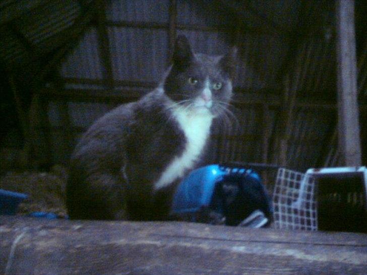 Blanding af racer Daim <3 - SMUK :D <3 billede 4