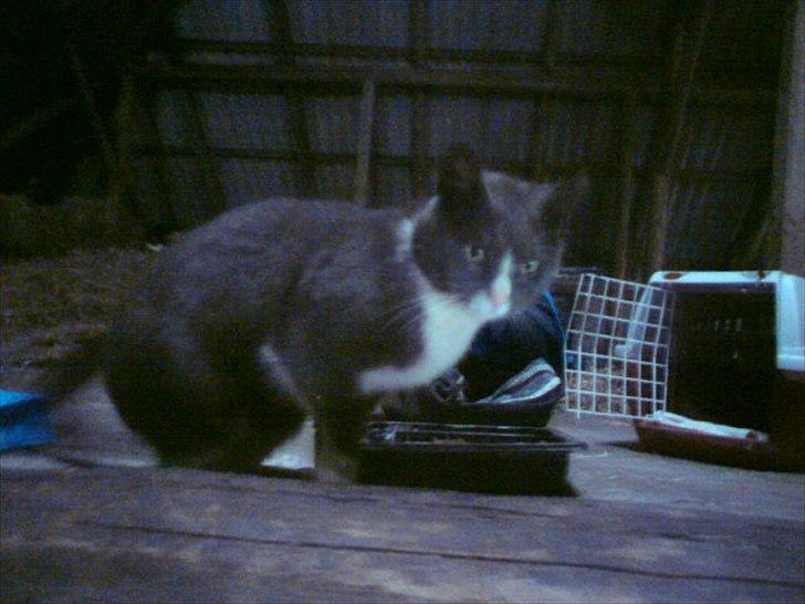 Blanding af racer Daim <3 billede 5