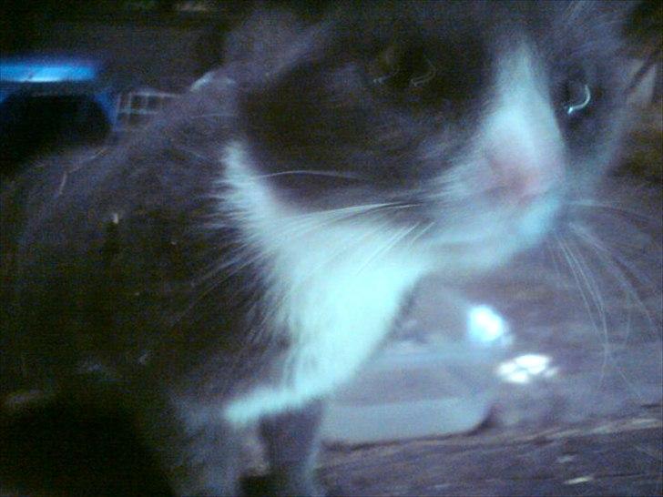 Blanding af racer Daim <3 - Snus Snus hvad laver du? <3 billede 6