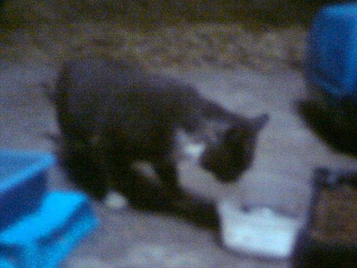 Blanding af racer Daim <3 billede 7