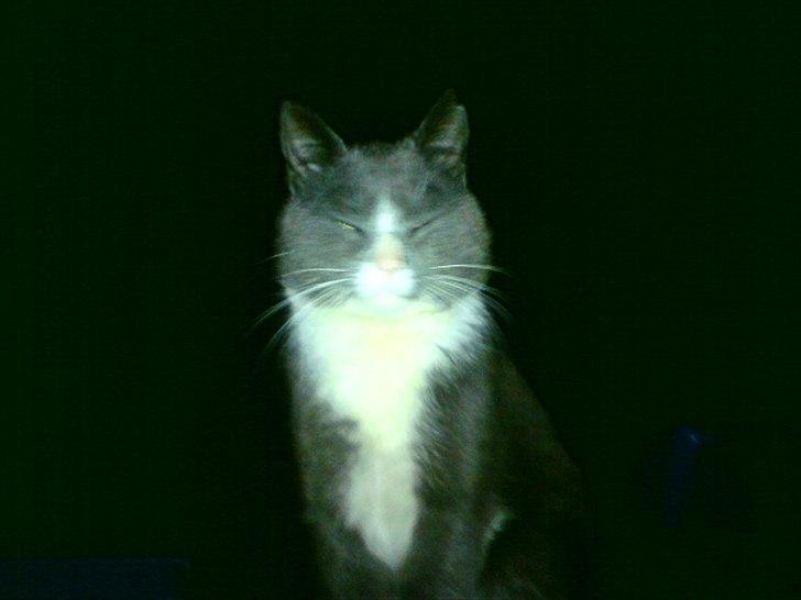 Blanding af racer Daim <3 billede 9