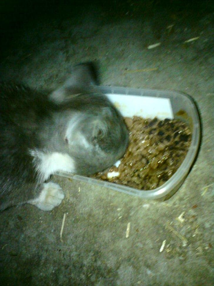 Blanding af racer Daim <3 billede 10