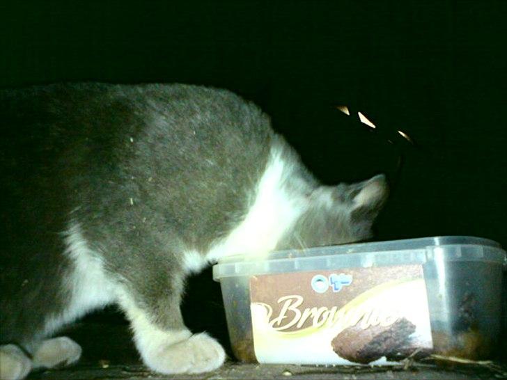 Blanding af racer Daim <3 - Spiser altså billede 11