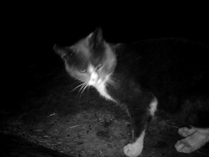 Blanding af racer Daim <3 billede 12