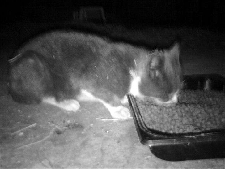 Blanding af racer Daim <3 billede 13