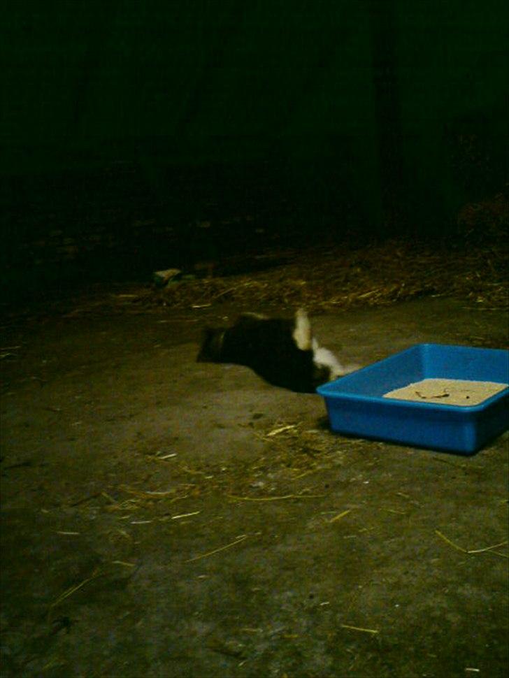 Blanding af racer Daim <3 - <3 billede 14