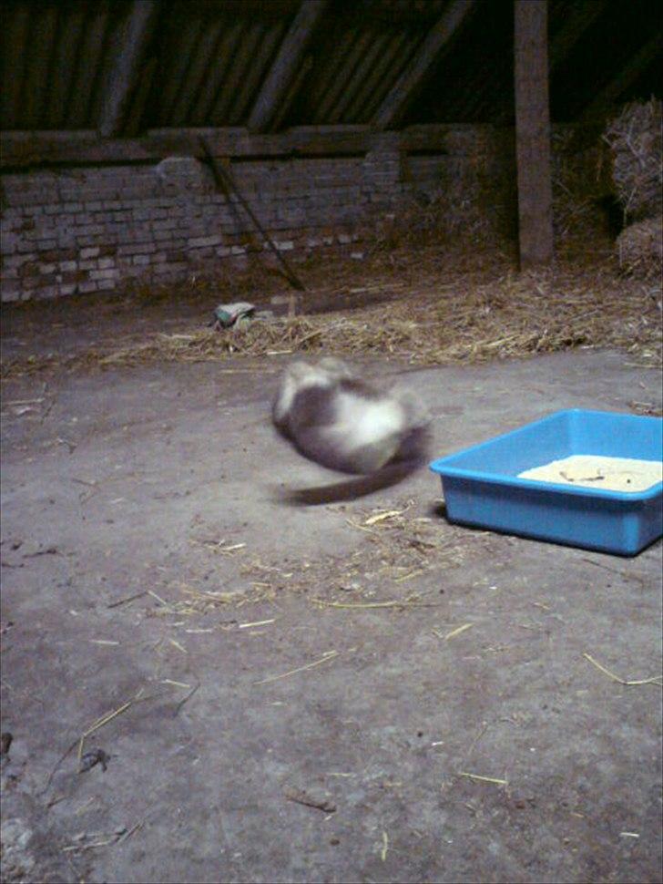 Blanding af racer Daim <3 - Rolle Rolle..  billede 15