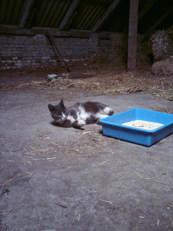 Blanding af racer Daim <3 - Ja jeg kommet altså ikke hvis det er det du tror! :D billede 16