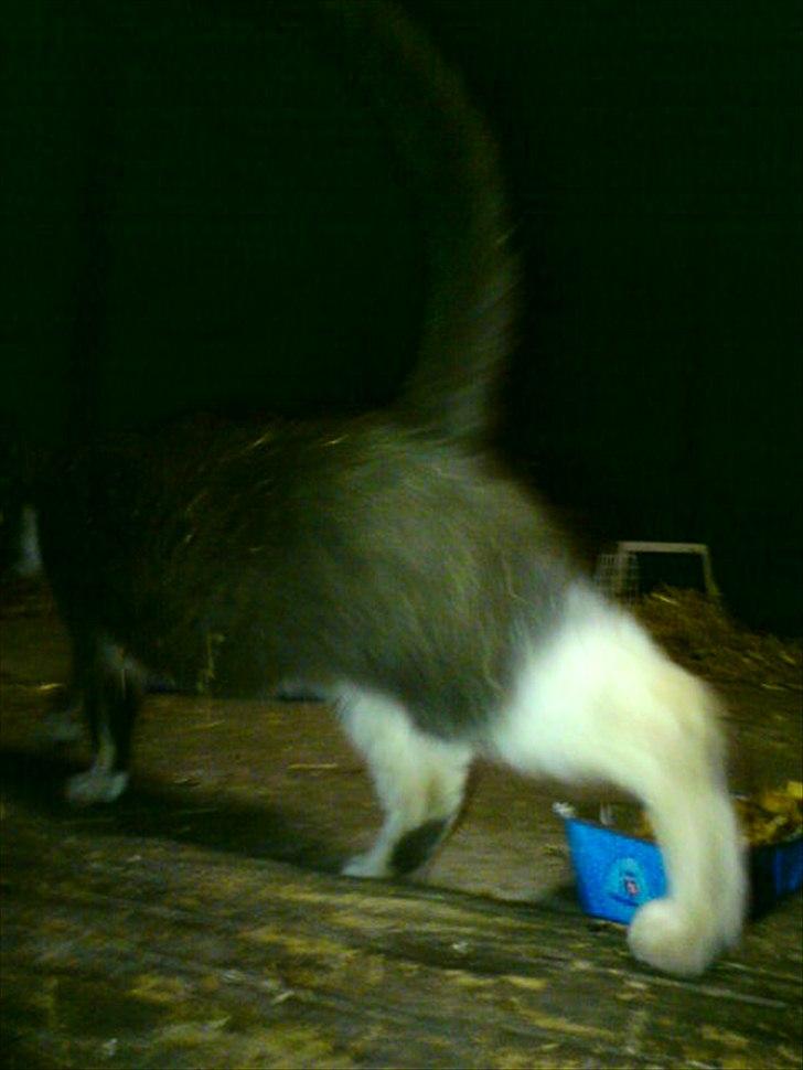 Blanding af racer Daim <3 - Ja Tak for dit besøg;) billede 17