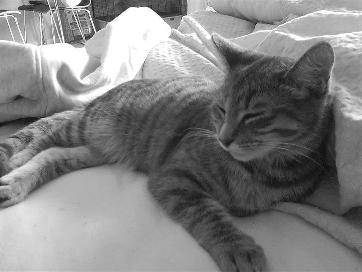 Blanding af racer Xelina R.I.P :'( billede 6