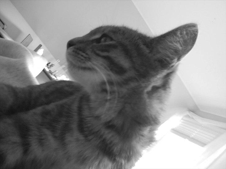 Blanding af racer Xelina R.I.P :'( billede 7