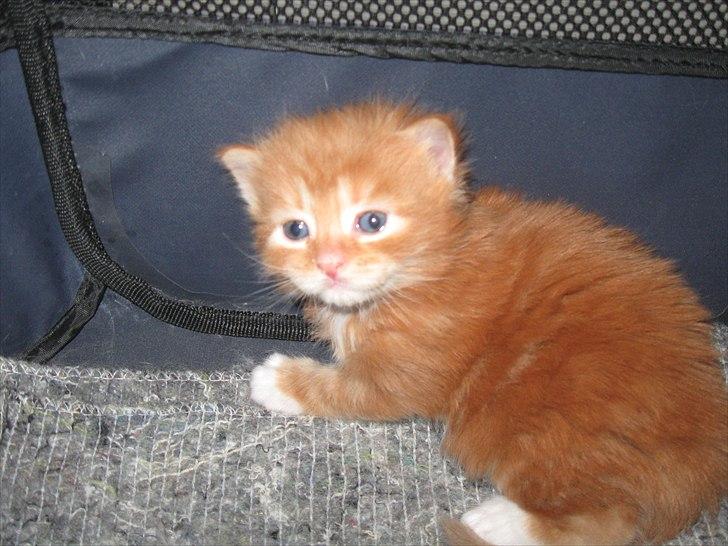 Maine Coon micky billede 1