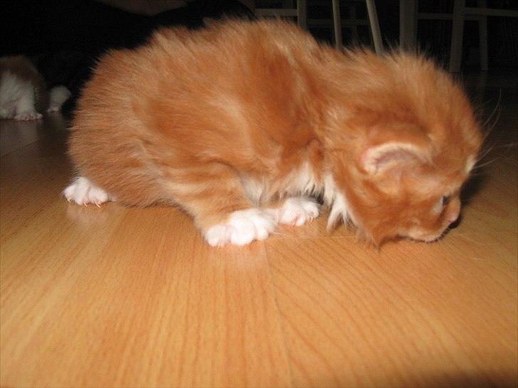 Maine Coon micky billede 2