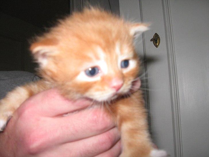 Maine Coon micky billede 3