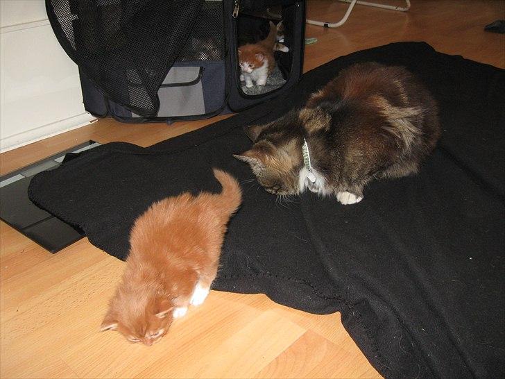 Maine Coon micky billede 4