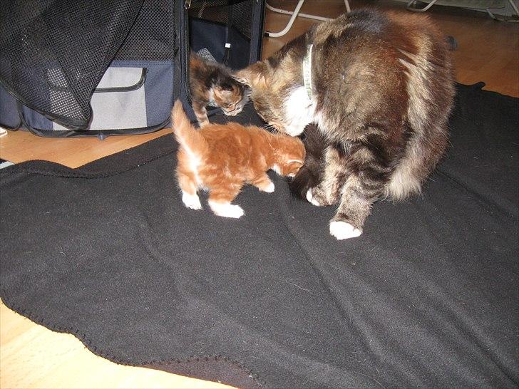 Maine Coon micky billede 5