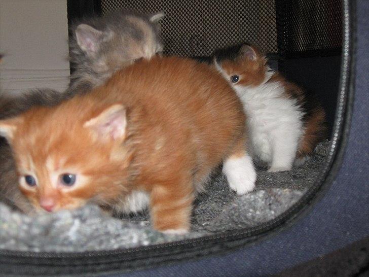 Maine Coon micky billede 6