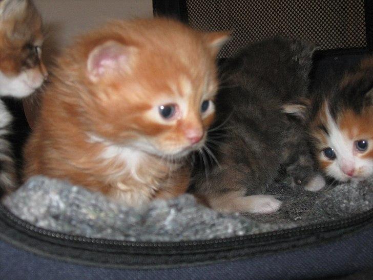 Maine Coon micky billede 7