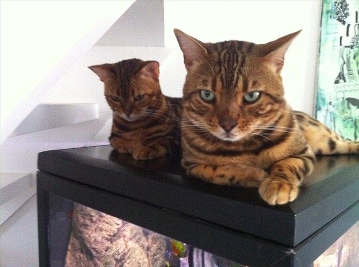 Bengal R.I.P. Captain  billede 12