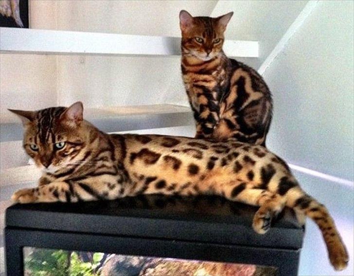 Bengal R.I.P. Captain  billede 5