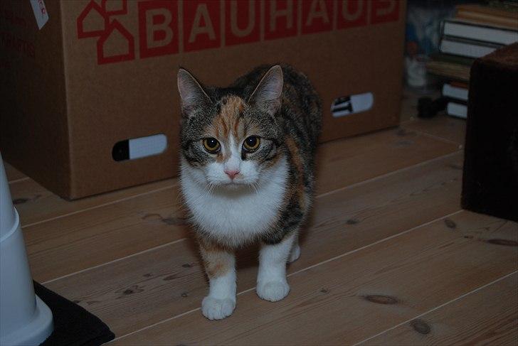 Huskat Misti - Misti billede 2