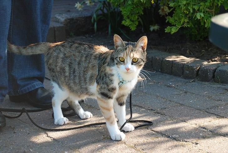 Huskat Misti - Misti billede 4