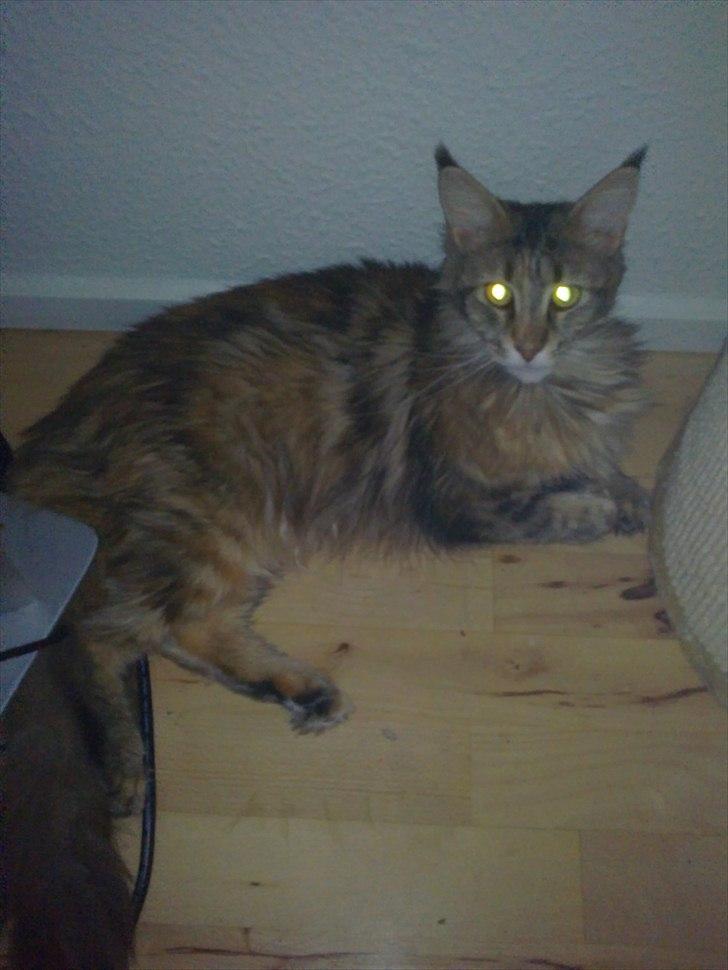 Maine Coon Piña Colada billede 18