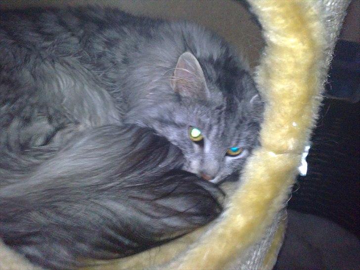 Maine Coon Dolce billede 10