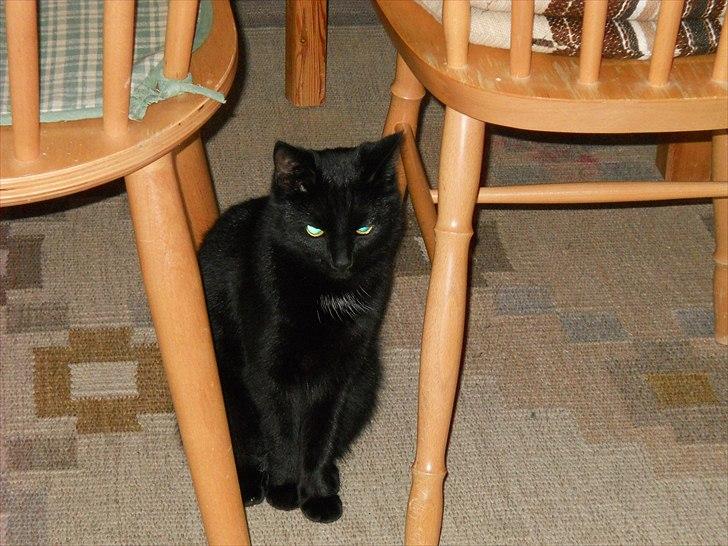 Huskat Bella<3<3<3 billede 16