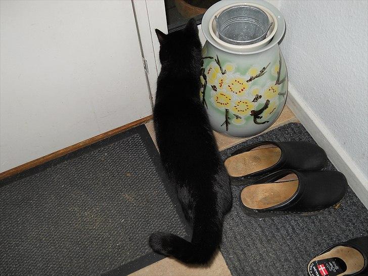 Huskat Bella<3<3<3 billede 17