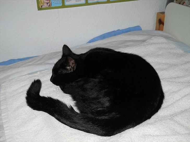 Huskat Bella<3<3<3 billede 18