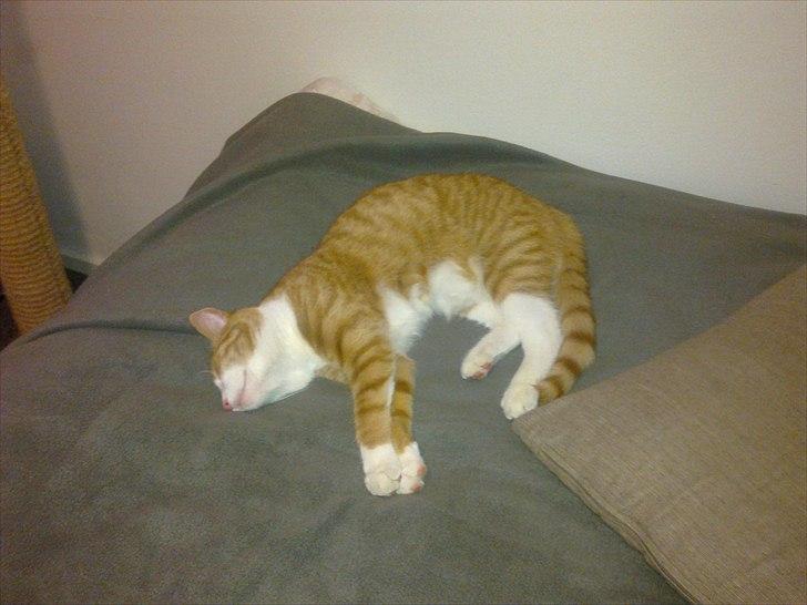 Huskat Toulouse - Får mig lige en lille lur billede 17