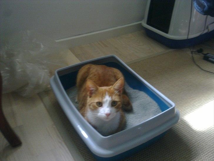 Huskat Toulouse - Vi gør klar til at den nye mis kommer i aften  billede 15