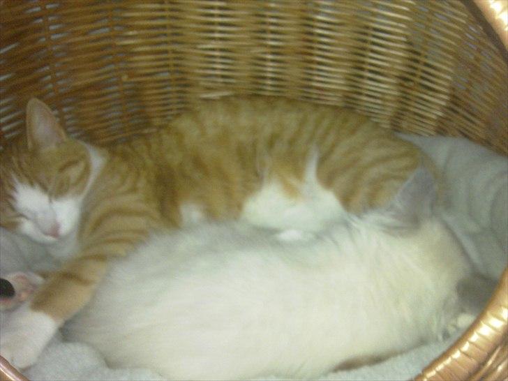 Huskat Toulouse billede 16