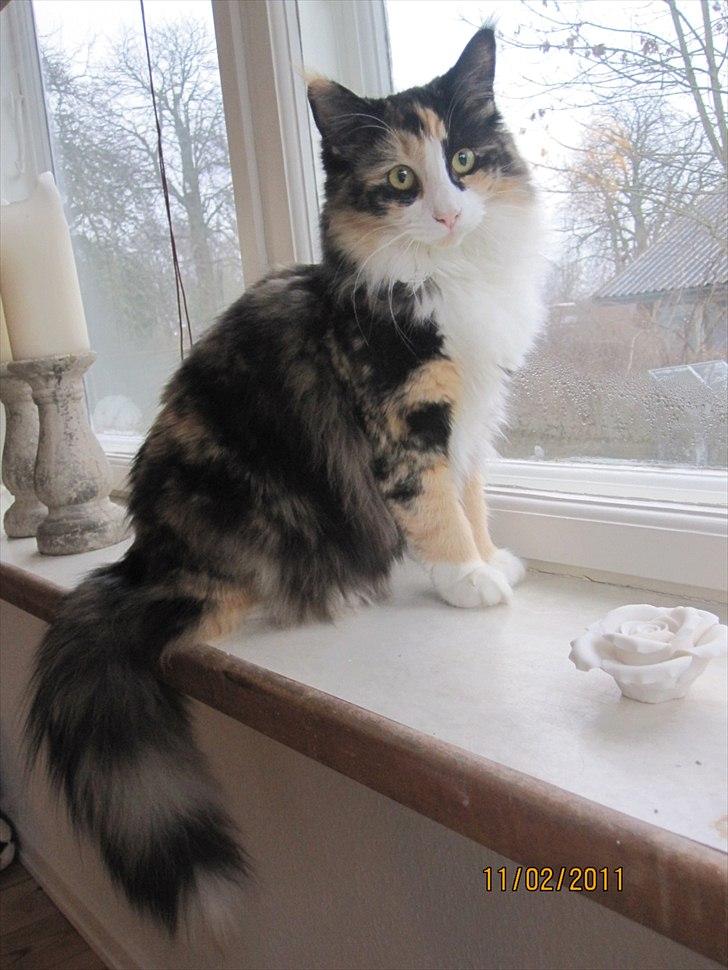 Norsk Skovkat Zeleste billede 1