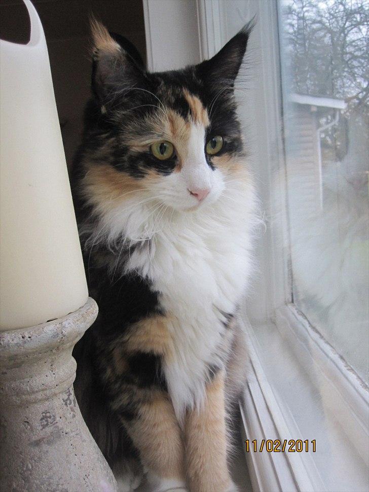 Norsk Skovkat Zeleste billede 2