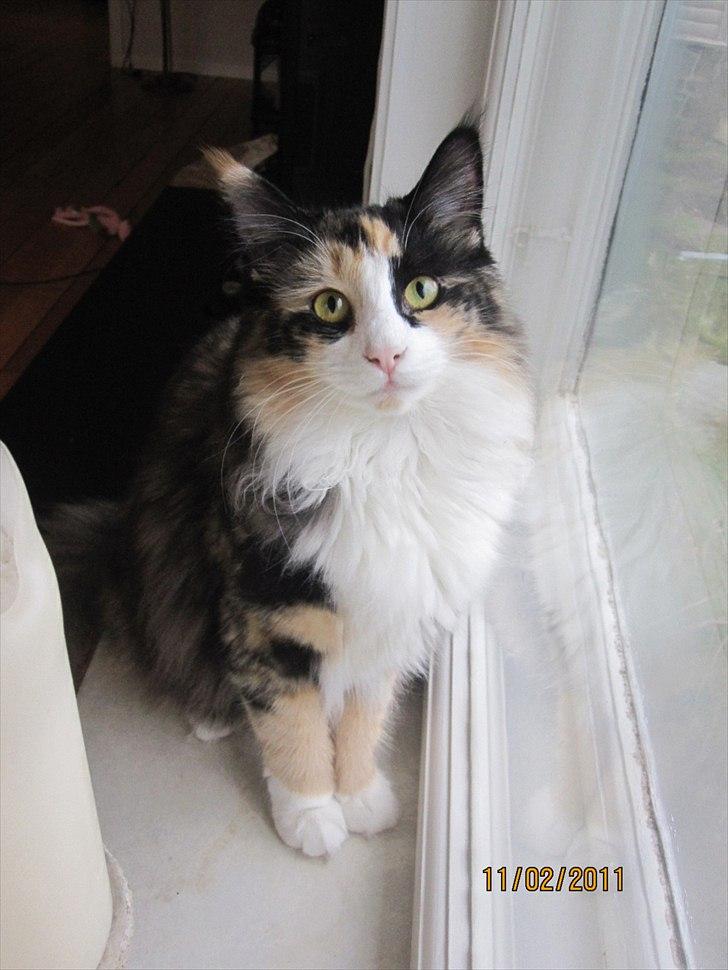 Norsk Skovkat Zeleste billede 3