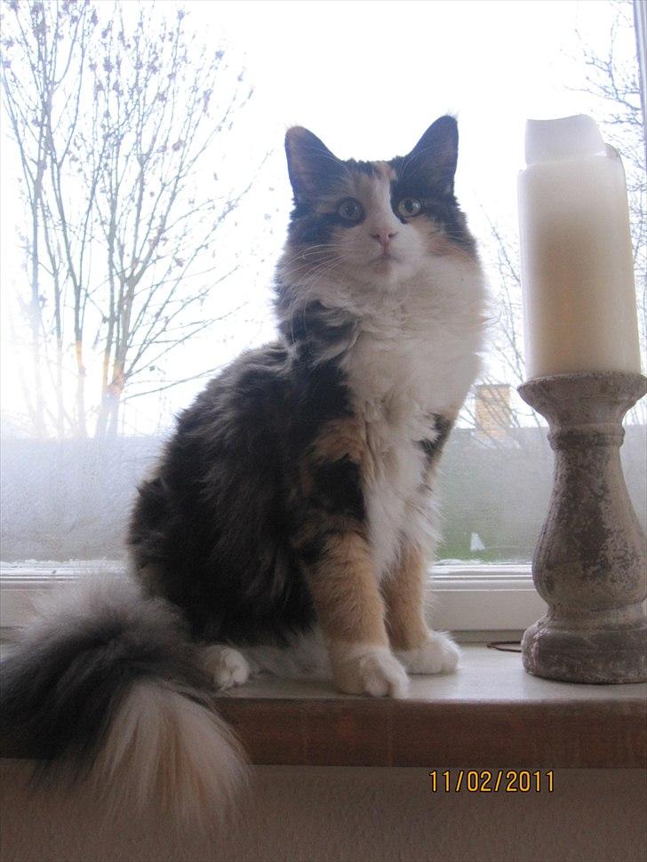 Norsk Skovkat Zeleste billede 4