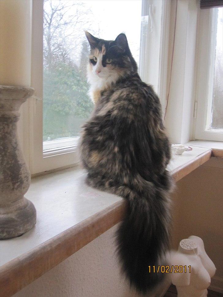 Norsk Skovkat Zeleste billede 5